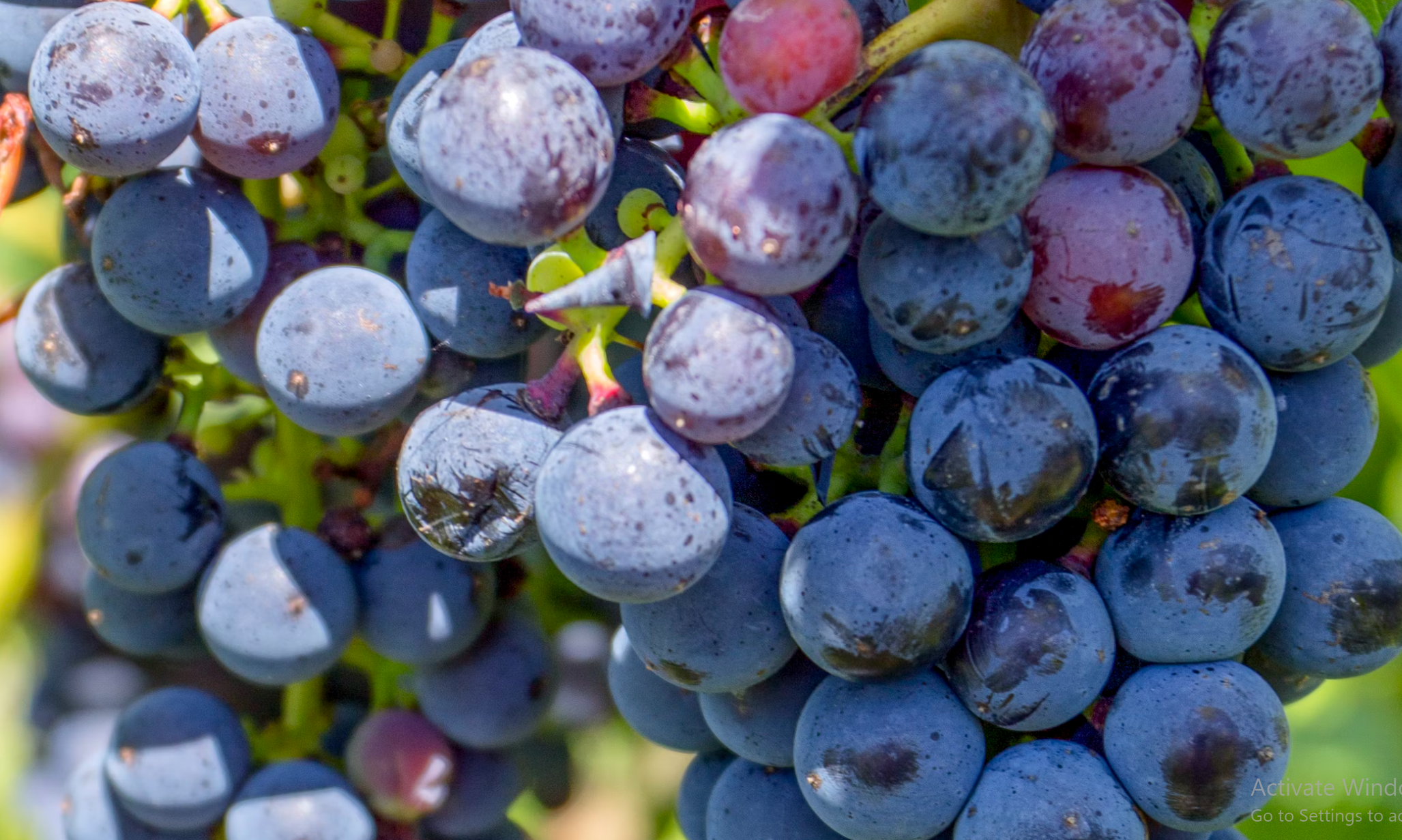 App screen showing quests